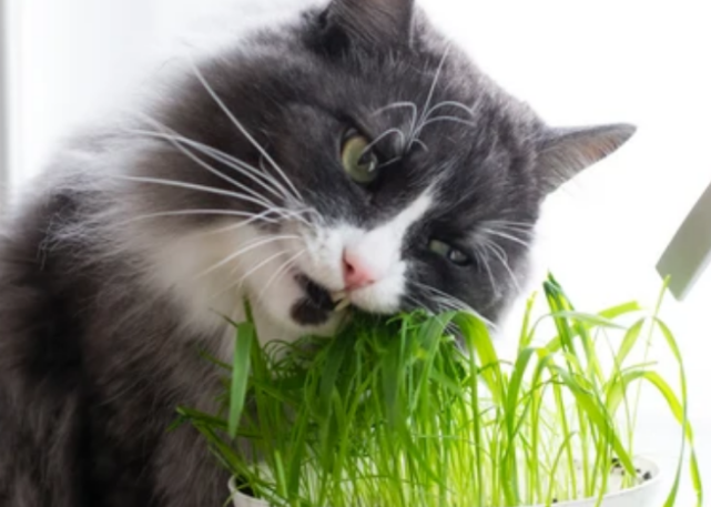 种猫草要浇水吗