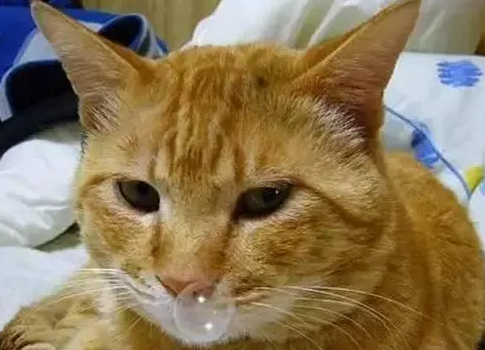 猫咪感冒用哪些药