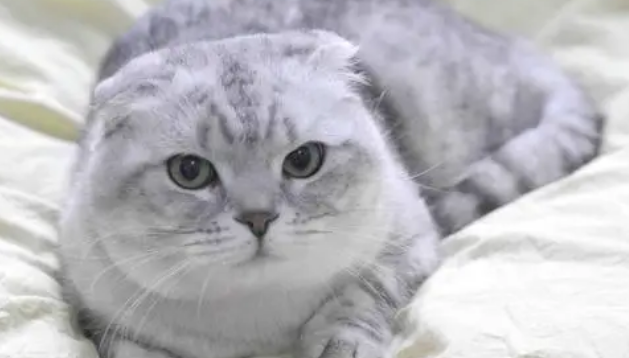 折耳猫肯定会发病吗？这是为什么？