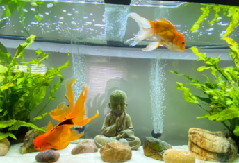 金鱼缸养水草好吗