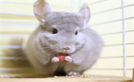 龙猫不喂粮可以吗