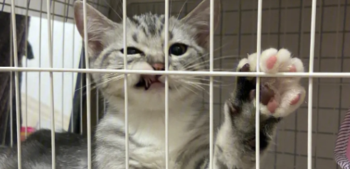 猫可不可以笼养?一次说清楚 猫可不可以笼养?一次说清楚