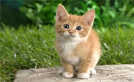 猫为什么喜欢和人睡在一起?想养的看过来