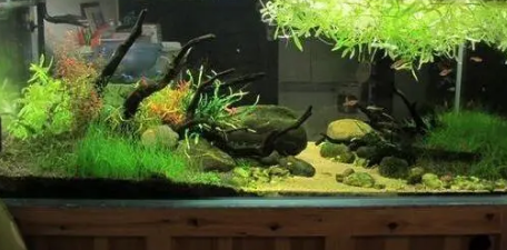 鱼缸底沙可以种水草吗