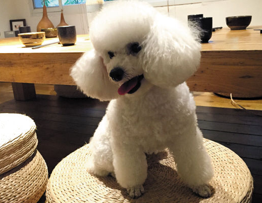 贵宾犬为什么要断尾巴？原因很简单