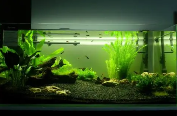 水草鱼缸怎么培育水草 水草鱼缸怎么培育水草