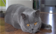 十大名贵猫图片