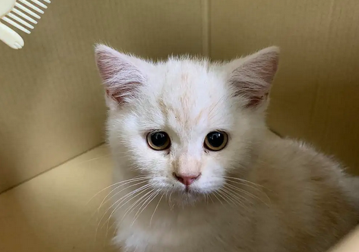 带你了解,猫能分辨颜色吗? 带你了解,猫能分辨颜色吗?