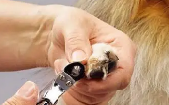 指甲剪成什么形状好看