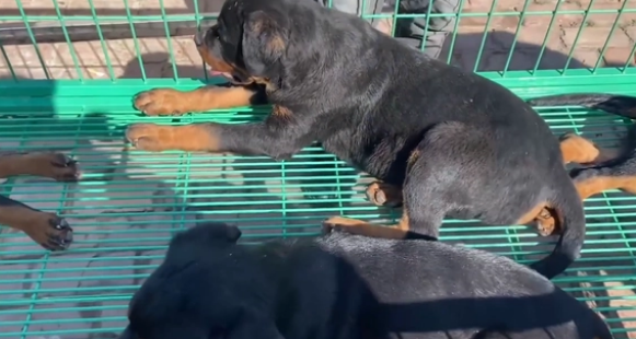 冷门烈性犬罗威纳竟还能卖到1万6?网友:大哥太牛了 冷门烈性犬罗威纳竟还能卖到1万6?网友:大哥太牛了
