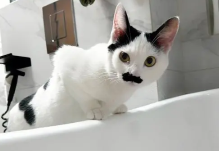 猫为什么喜欢看人洗脸？一文告诉你！