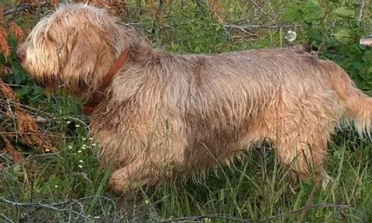 奥达猎犬感冒吃什么药？我来告诉你
