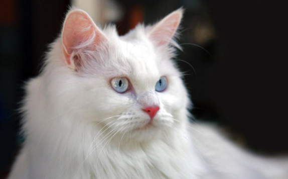 每日了解:土耳其安哥拉猫粘人程度如何? 每日了解:土耳其安哥拉猫粘人程度如何?