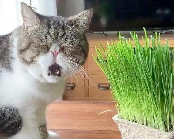猫草哪里有卖 猫草哪里有卖