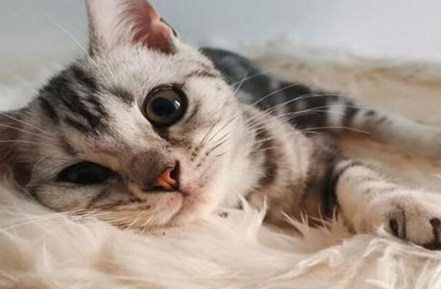 猫对将死之人的反应