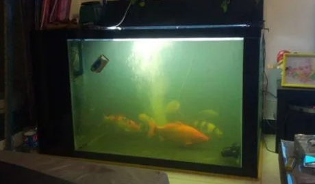底滤鱼缸水浑浊该怎么处理 底滤鱼缸水浑浊该怎么处理