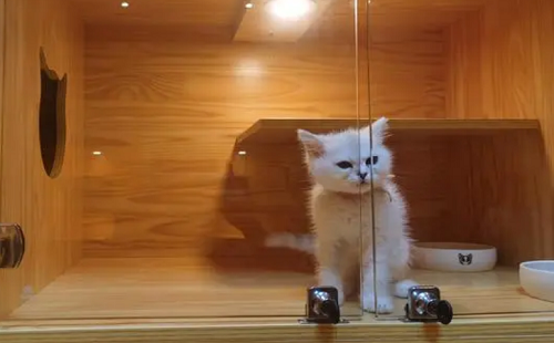小猫来了猫舍