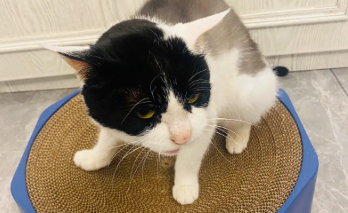 猫抓板好用吗 猫抓板好用吗