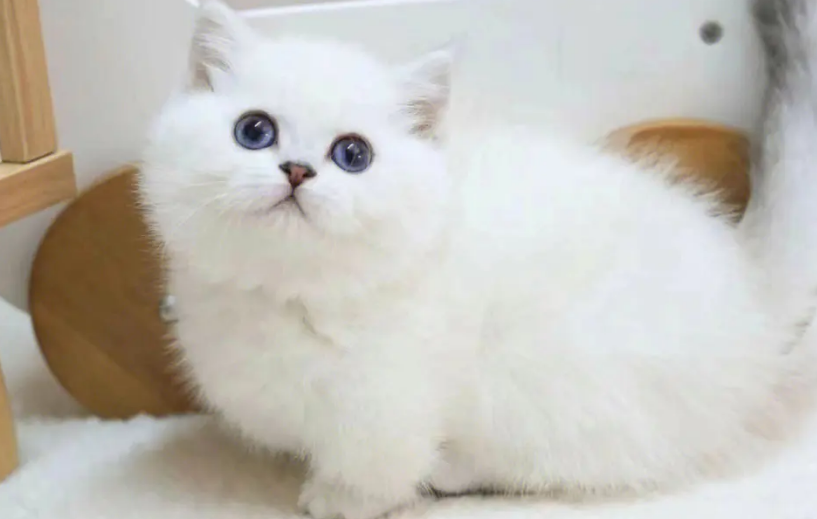 银点矮脚猫多少钱一只 银点矮脚猫多少钱一只