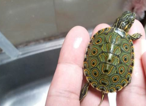 甜甜圈龟怎么养才能让它们更健康呢?