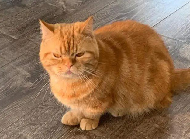 猫咪半夜对着门口嚎叫，接着铲屎官做噩梦……