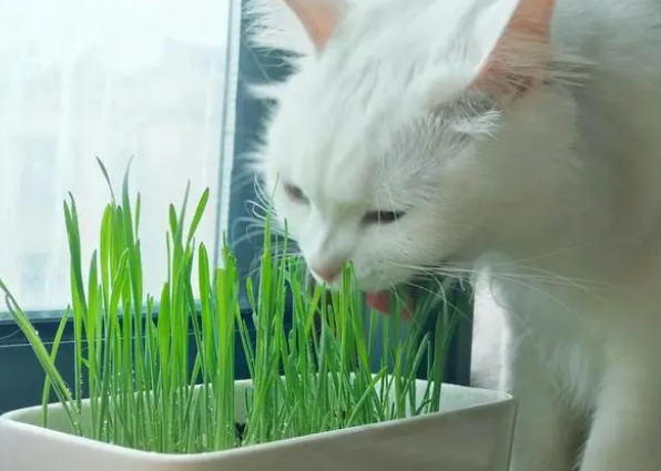 猫咪猫草是指什么草 猫咪猫草是指什么草