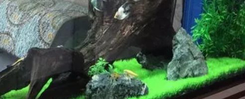 鱼缸水草造景方法