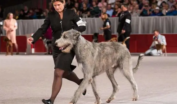 爱尔兰猎狼犬怎么洗澡?一文告诉你! 爱尔兰猎狼犬怎么洗澡?一文告诉你!