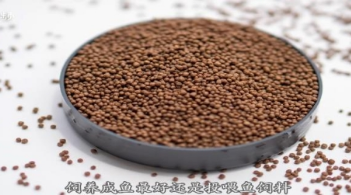 鱼除了吃鱼粮还可以吃什么