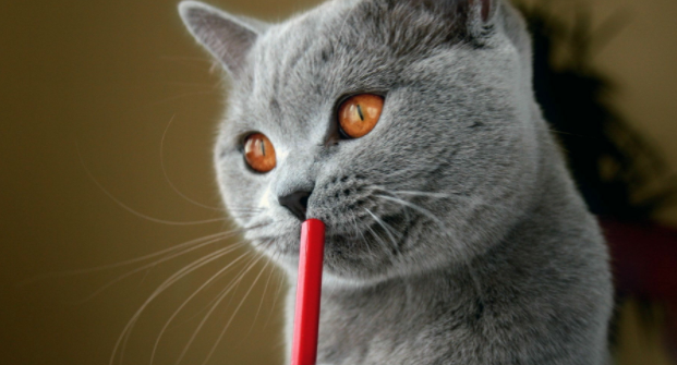 猫咪的异瞳形成的原因有哪些?一文教会你! 猫咪的异瞳形成的原因有哪些?一文教会你!