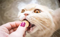 猫咪的消炎药有哪些