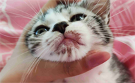 猫下巴毛少怎么回事?有没有想知道的!