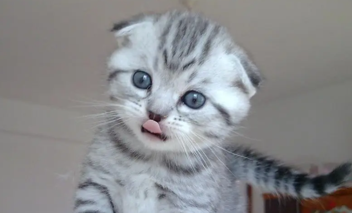 叫奶奶的猫七七
