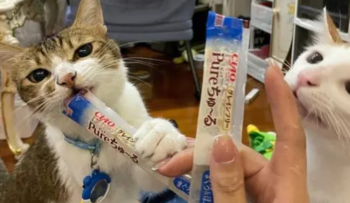 猫条能补充营养吗