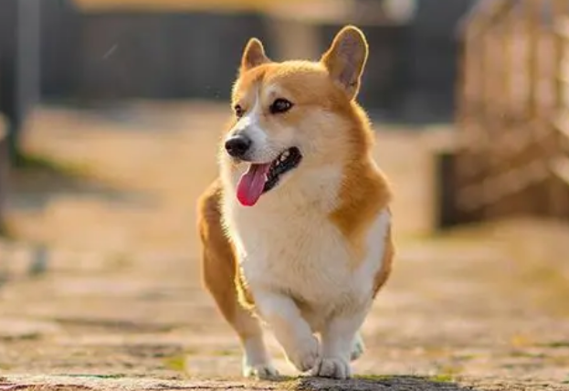 狗狗吃屎还能要吗？主人来看看吧