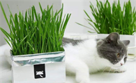 猫草对猫咪有什么作用
