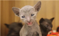 柯尼斯卷毛猫怎么养？这些常识要知道
