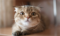 小猫把人当妈妈的五种行为