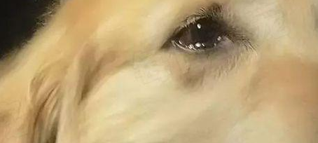 收养回来的重病金毛,得知自己要被送走后,它哭了 收养回来的重病金毛,得知自己要被送走后,它哭了