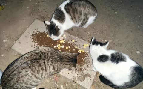 流浪猫能养吗?想养的主人来看看 流浪猫能养吗?想养的主人来看看