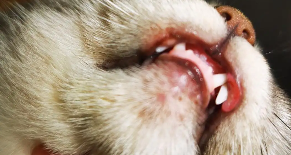 猫咪嘴上起泡,可能是这三个原因导致的!-宠物网