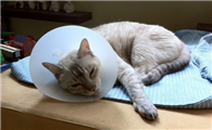 猫鼻支的家庭治疗方法是什么?铲屎官不用太担心