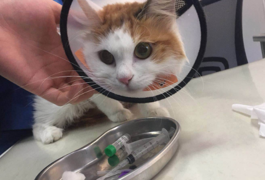 做过绝育的猫咪为什么乱尿床 ?一起来瞧瞧 做过绝育的猫咪为什么乱尿床 ?一起来瞧瞧