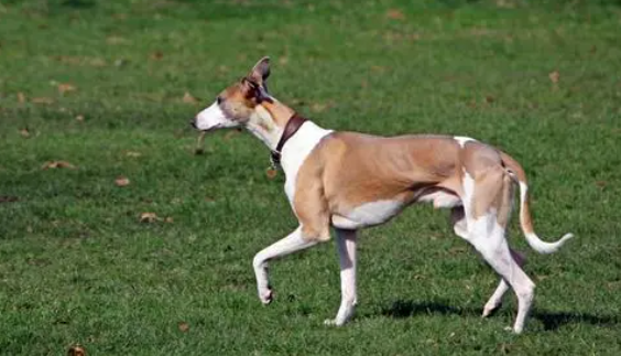 惠比特犬怎么训练大小便？这些方法值得get