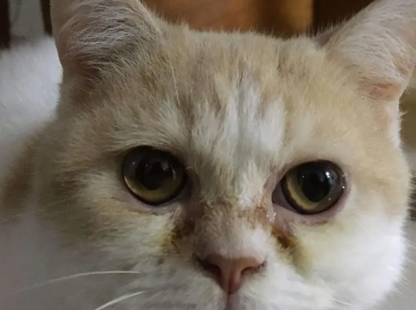 去除猫泪痕妙招有哪些?主人一定要知道 去除猫泪痕妙招有哪些?主人一定要知道