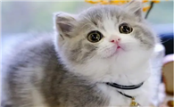 矮脚猫前脚矮后脚高正常吗