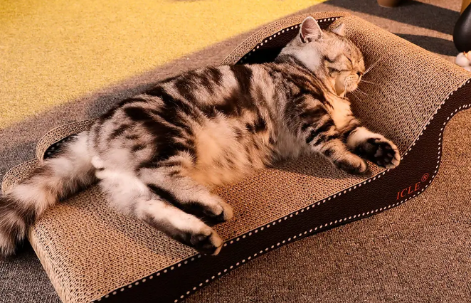 为什么要用猫抓板