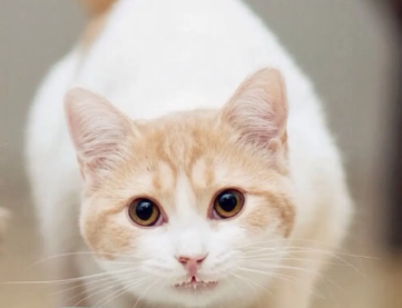 养宠小知识：猫中暑症状有哪些？