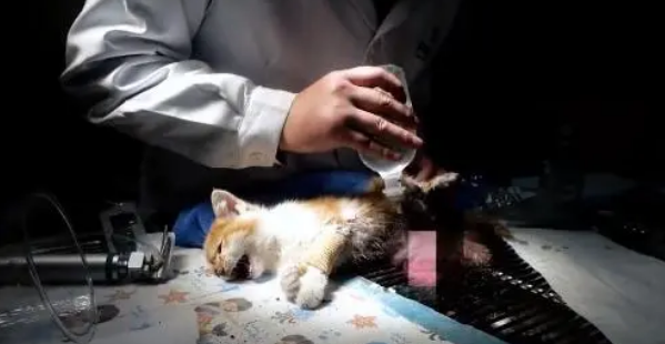 小猫腹部撕,虽熬过了手术,却还没能扛过来 小猫腹部撕,虽熬过了手术,却还没能扛过来