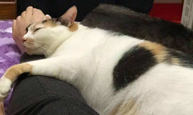 猫能提醒主人得癌症